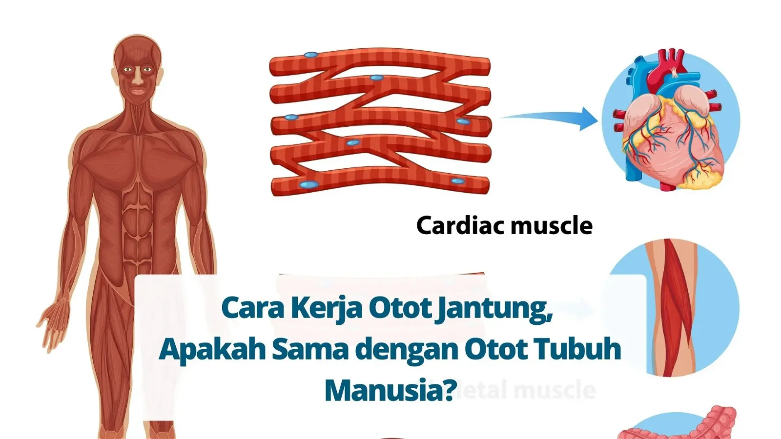 Cara Kerja Otot Jantung, Apakah Sama dengan Otot Tubuh Manusia