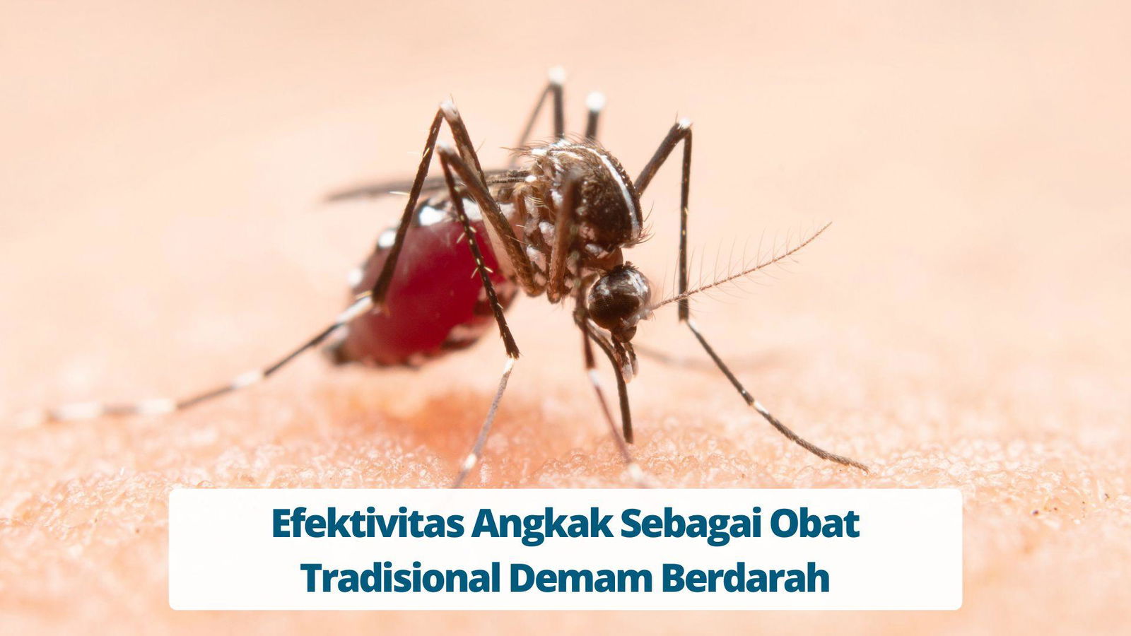 Efektivitas Angkak Sebagai Obat Tradisional Demam Berdarah