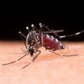 Chikungunya Gejala, Mencegah dan Mengobati